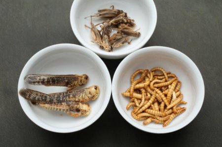 Кушать подано или новый тренд - питание насекомыми