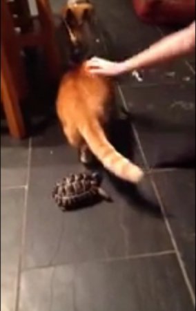 Рептилия атакует кота. ВИДЕО