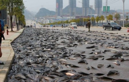 Рыбное место - одна из дорог в Китае усеяна живой рыбой. ФОТО