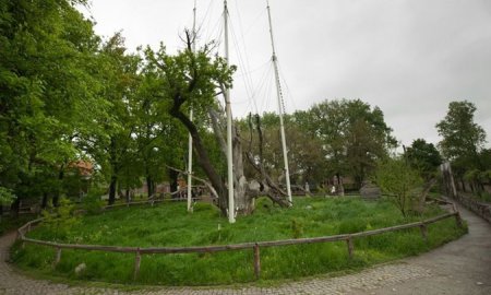 В Запорожье молния сломала ветку 700-летнего дуба. ФОТО