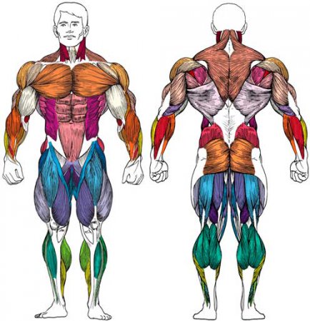 Изучаем наше тело : 10 самых интересных фактов о мышцах
