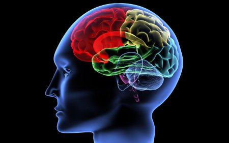 10 интересных фактов о человеческом мозге 