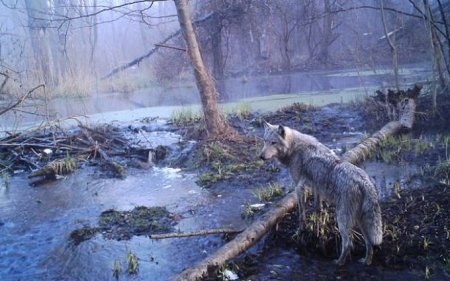 Опыт Чернобыля: отсутствие людей идет на пользу дикой природе. ФОТО