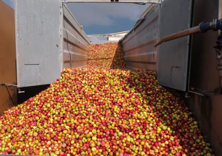 Яблочный бизнес совсем не приносит дохода украинским садоводам (ТВ, видео)