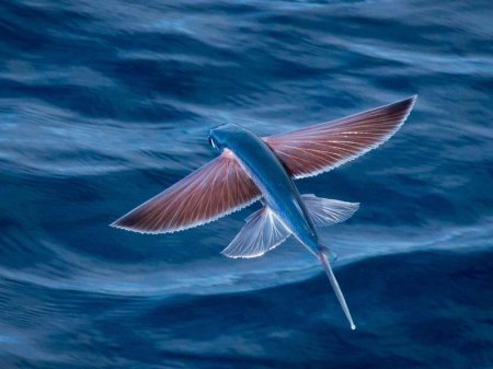 Невероятно: рыбы, которые умеют летать. ВИДЕО