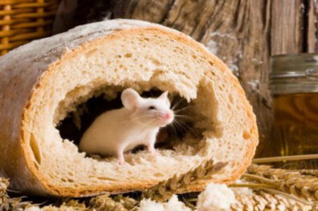Шок! Жительница Хмельницкой области купила хлеб с начинкой из мыши. ВИДЕО
