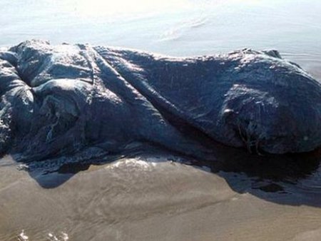 На побережье Мексики обнаружено неизвестное гигантское животное. ВИДЕО