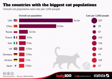 Украина занимает 8 позицию среди стран, в которых больше всего любят котов