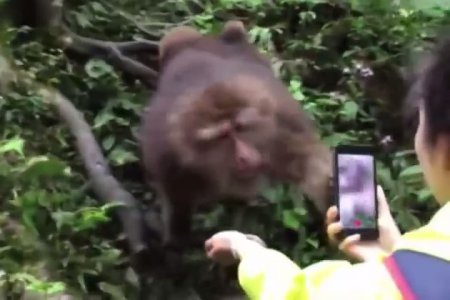 В Китае обезьяна украла смартфон туристки. ВИДЕО