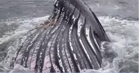 Как выныривает горбатый кит. Потрясающее видео
