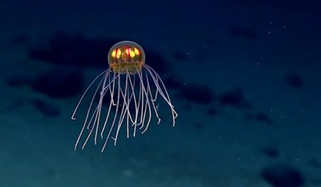 В Марианской впадине обнаружили медузу, похожую на инопланетянина. ВИДЕО