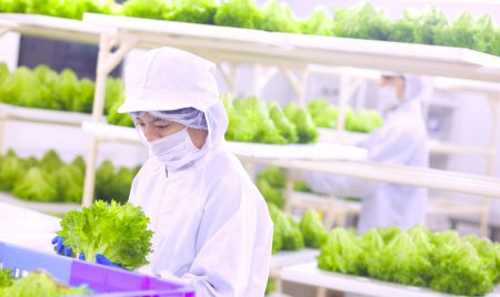 В Японии откроется первая в мире роботизированная овощная ферма 