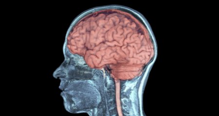 Ученые из США и Индии начали исследования по регенерации мозга умерших людей
