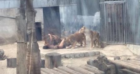 Сотрудникам зоопарка в Чили пришлось застрелить двух львов, чтобы спасти жизнь самоубийцы. ФОТО