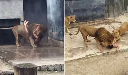 Сотрудникам зоопарка в Чили пришлось застрелить двух львов, чтобы спасти жизнь самоубийцы. ФОТО