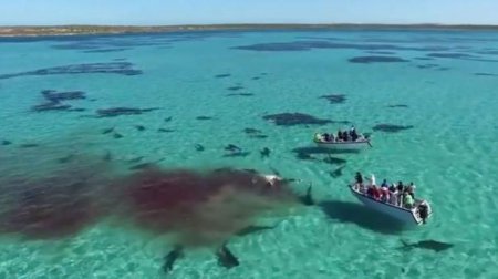 В Австралии 70 акул на глазах у туристов растерзали кита. ВИДЕО