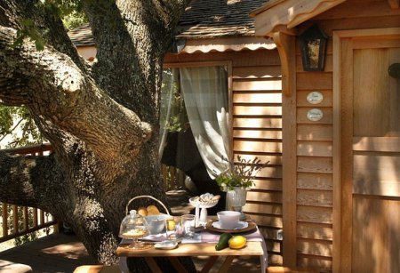 Сказочный мини-отель на огромном дереве поражает своей архитектурой. ФОТО