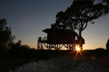 Сказочный мини-отель на огромном дереве поражает своей архитектурой. ФОТО