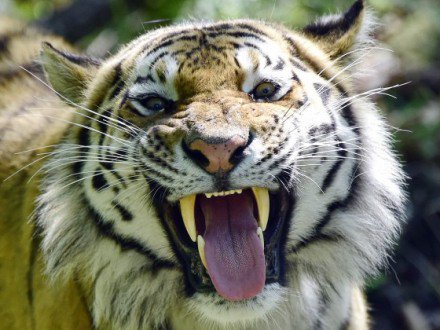 В Китае тигры напали на двух женщин. ФОТО