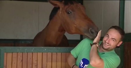 Любвеобильная лошадь сорвала греческому журналисту репортаж. ВИДЕО