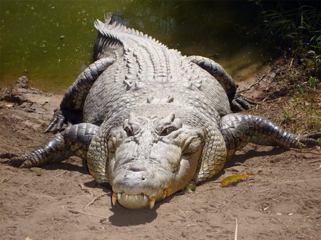 Самому большому крокодилу в мире около 100 лет. ФОТО