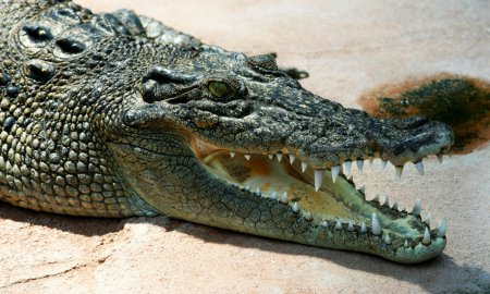 Самому большому крокодилу в мире около 100 лет. ФОТО