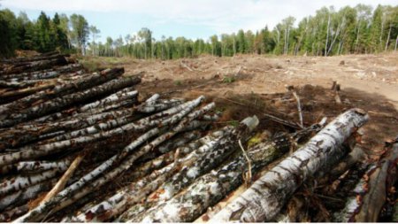 На Львовщине проведены массовые обыски должностных лиц, причастных к незаконной вырубке и хищению леса