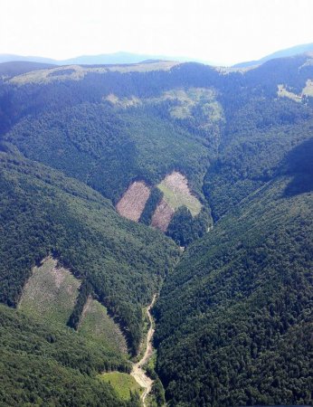 Луценко показал ужасные последствия "экоцида" Карпат и приказал остановить контрабанду леса. ФОТО
