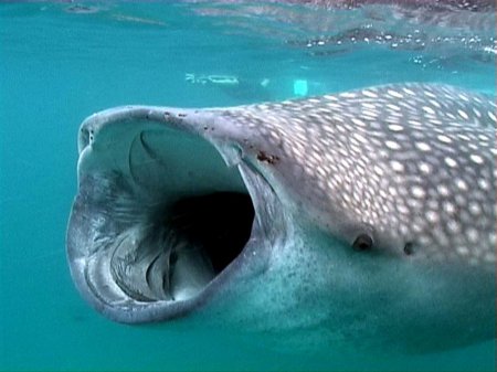 Китовая акула нагло украла улов рыбаков. ВИДЕО