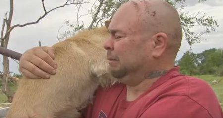 Трогательное видео: хозяин встретился с собакой после разрушительного торнадо