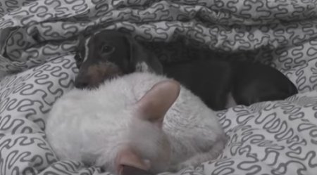 Курьезное видео: собака скучно и она будит кота