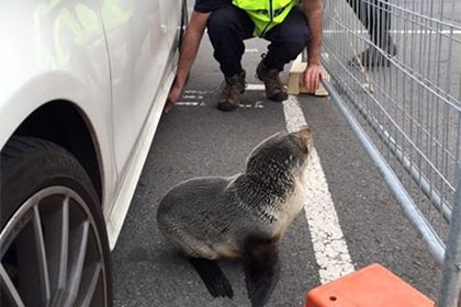 Курьезный случай в Новой Зеландии - сбежавший тюлененок сам нашел полицию
