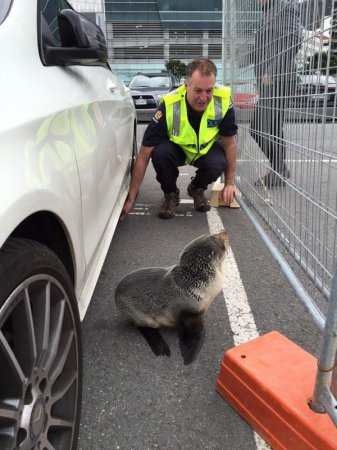 Курьезный случай в Новой Зеландии - сбежавший тюлененок сам нашел полицию