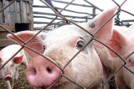 В Николаевской области новая вспышка свиной чумы