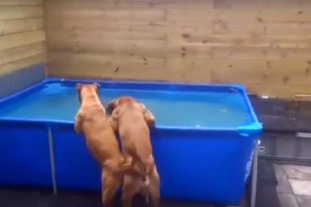 Их любимая игрушка оказалась в бассейне. Как поступят эти щенки?