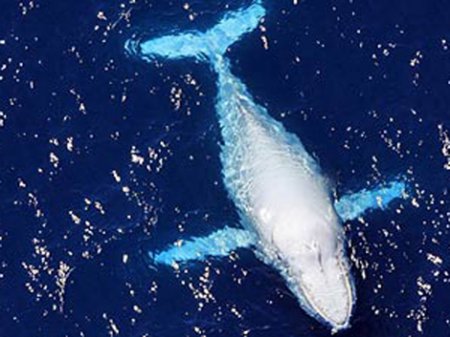 Исследователи засняли на видео редкого белого кита: видео