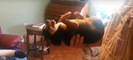 Хитрый пес притворяется мертвым каждый раз, когда кто-то чужой берет его в руки: видео
