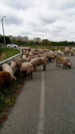 На окружной Харькова произошло курьезное ДТП: перевернулась фура со свиньями