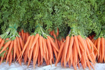 Инновационный комбайн для сборки урожая моркови. Настоящее чудо техники