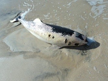 В Запорожской области на берег выбросился еще один дельфин