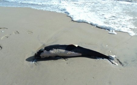 В Запорожской области на берег выбросился еще один дельфин
