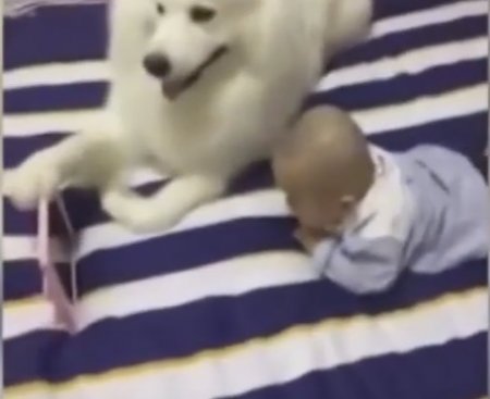 Чудеса дрессировки: собака показывает мультфильм ребенку. ВИДЕО