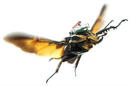 Ученые из Сингапура создали жуков-киборгов, которыми можно дистанционно управлять