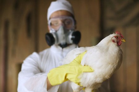 В Херсонской области обнаружен вирус птичьего гриппа