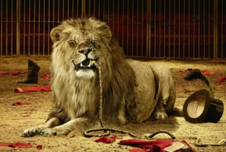 В Египте лев напал на дрессировщика во время представления. ВИДЕО