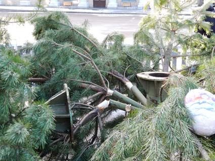 На Киевщине 3 января упала елка: фото