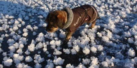 В Финляндии наблюдают уникальное явление в природе - "ледяные цветы" (фото)