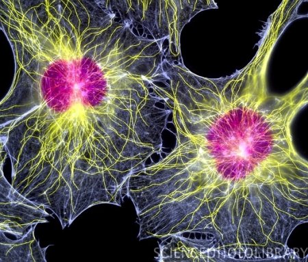 Новый способ добычи стволовых клеток?