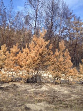 Жителям Луганска приходиться возвращаться в Луганск (фото)