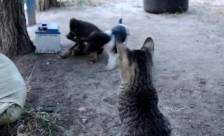 Боевой кот батальона 